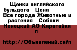 Щенки английского бульдога › Цена ­ 40 000 - Все города Животные и растения » Собаки   . Ненецкий АО,Каратайка п.